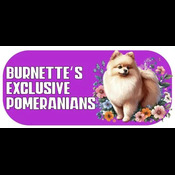Burnette’s Exclusive Pomeranians