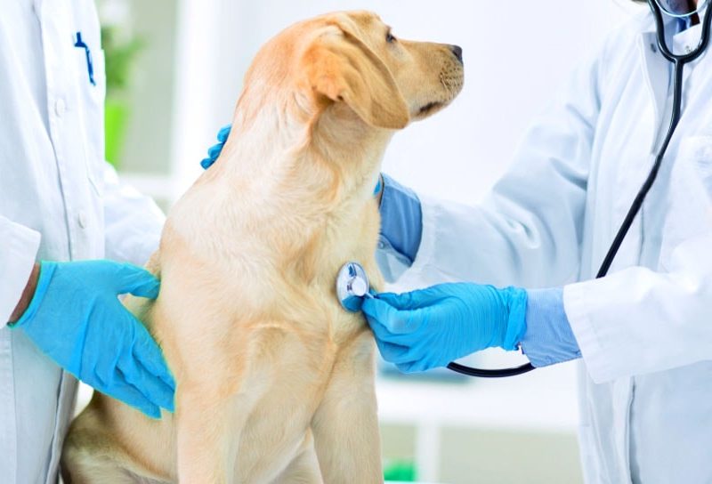 Understanding the Role of a Pet Pharmacy