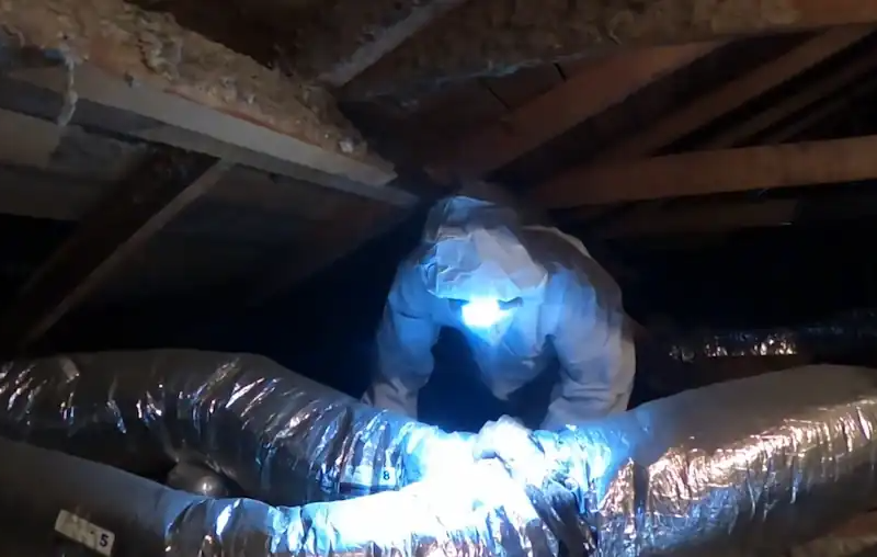 Rodent Solutions Glen Ellyn