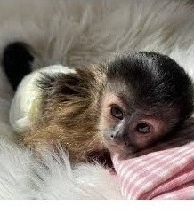 Sweet & Social Capuchin Babies