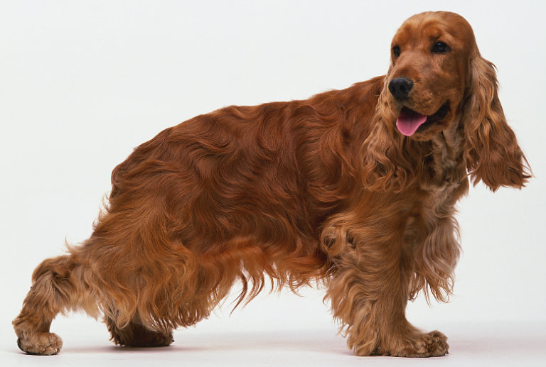 India English Cocker Spaniel Breeders, Grooming, Dog, Puppies, Reviews, Articles
