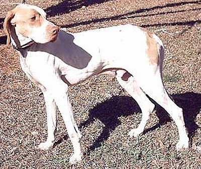 India Pointer Breeders, Grooming, Dog, Puppies, Reviews, Articles