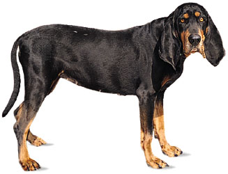 Provide the tips to buy Black And Tan Coonhound in Canada. 