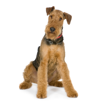 airedale puppies near me
