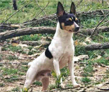 toy terrier for sale