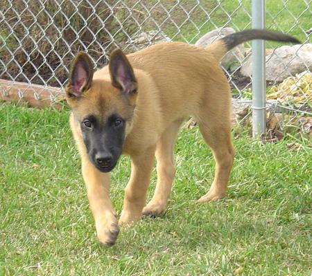 Singapore Belgian Malinois Breeders, Grooming, Dog, Puppies, Reviews