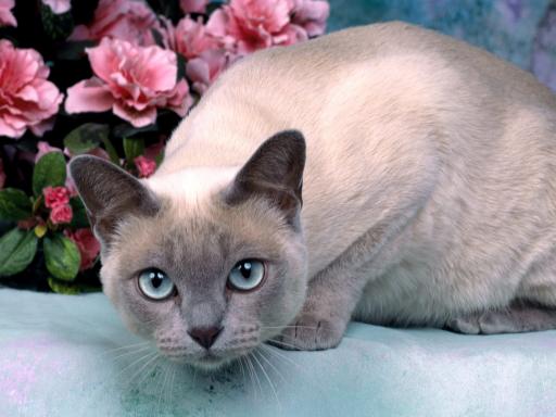 Pakistan, Tonkinese Breeders, Grooming, Cat, Kittens, Reviews, Articles
