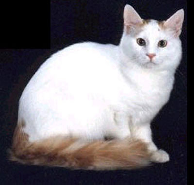Pakistan, Turkish Van Breeders, Grooming, Cat, Kittens, Reviews, Articles