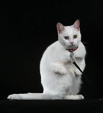 India, Twisty Breeders, Grooming, Cat, Kittens, Reviews, Articles