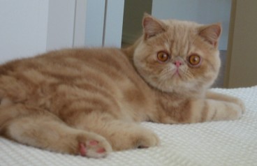 UK Exotic Shorthair Breeders, Grooming, Cat, Kittens, Reviews, Articles