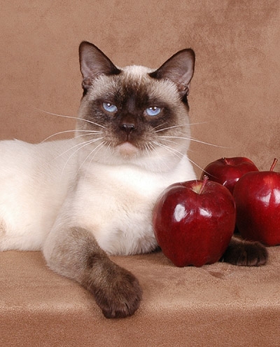 UK Thai/Old-style Siamese Breeders, Grooming, Cat, Kittens, Reviews, Articles