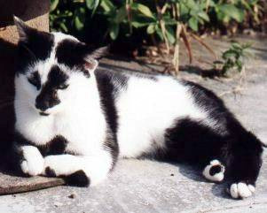 Canada Twisty Cat/Squitten Breeders, Grooming, Cat, Kittens, Reviews, Articles