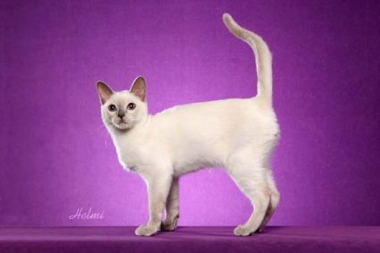 Philippines Tonkinese Breeders, Grooming, Cat, Kittens, Reviews, Articles