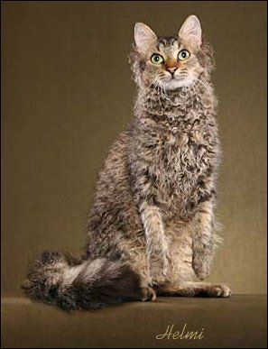 New Zealand LaPerm Breeders, Grooming, Cat, Kittens, Reviews, Articles