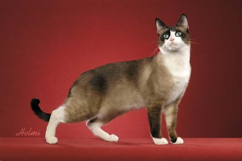 New Zealand Snowshoe Breeders, Grooming, Cat, Kittens, Reviews, Articles