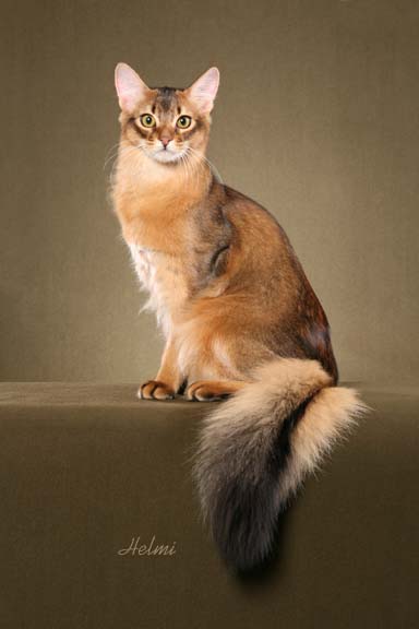 New Zealand Somali Breeders, Grooming, Cat, Kittens, Reviews, Articles