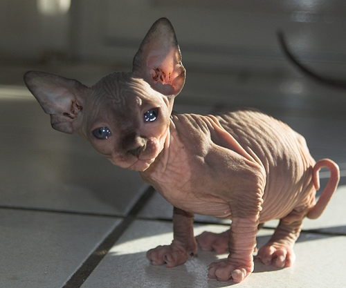 Malaysia Sphynx  Breeders, Grooming, Cat, Kittens, Reviews, Articles