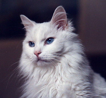 Malaysia Turkish Angora  Breeders, Grooming, Cat, Kittens, Reviews, Articles
