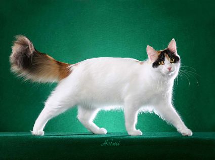 Indonesia Turkish Van Breeders, Grooming, Cat, Kittens, Reviews, Articles