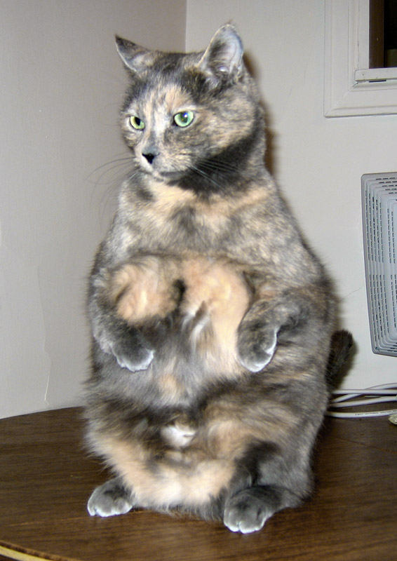 Malaysia Squitten  Breeders, Grooming, Cat, Kittens, Reviews, Articles