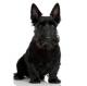 Pakistan Scottish Terrier Breeders, Grooming, Dog, Puppies, Reviews, Articles