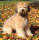 Pakistan Soft Coated Wheaten Terrier Breeders, Grooming, Dog, Puppies, Reviews, Articles