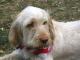 Pakistan Spinone Italiano Breeders, Grooming, Dog, Puppies, Reviews, Articles