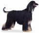 UK Afghan Hound Breeders, Grooming, Dog, Puppies, Reviews, Articles