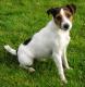 Ireland Jack Russell Terrier (Parson) Breeders, Grooming, Dog, Puppies, Reviews, Articles