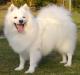 Ireland Japanese Spitz Breeders, Grooming, Dog, Puppies, Reviews, Articles