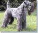Ireland Kerry Blue Terrier Breeders, Grooming, Dog, Puppies, Reviews, Articles