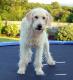 Ireland Labradoodle Breeders, Grooming, Dog, Puppies, Reviews, Articles