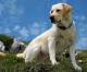 Ireland Labrador Retriever Breeders, Grooming, Dog, Puppies, Reviews, Articles