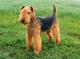 Ireland Lakeland Terrier Breeders, Grooming, Dog, Puppies, Reviews, Articles