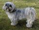 Ireland Lhasa Apso Breeders, Grooming, Dog, Puppies, Reviews, Articles