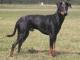 Ireland Manchester Terrier Breeders, Grooming, Dog, Puppies, Reviews, Articles