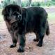 Philippines Newfoundland Breeders, Grooming, Dog, Puppies, Reviews, Articles