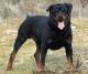 Philippines Rottweiler Breeders, Grooming, Dog, Puppies, Reviews, Articles
