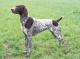 Philippines German Shorthaired Pointer Breeders, Grooming, Dog, Puppies, Reviews, Articles