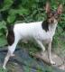 Singapore Toy Fox Terrier Breeders, Grooming, Dog, Puppies, Reviews, Articles