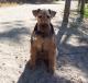 Singapore Welsh Terrier Breeders, Grooming, Dog, Puppies, Reviews, Articles