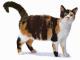 Pakistan American Wirehair Breeders, Grooming, Cat, Kittens, Reviews, Articles