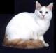 India Turkish Van Breeders, Grooming, Cat, Kittens, Reviews, Articles