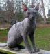 USA Cornish Rex Breeders, Grooming, Cat, Kittens, Reviews, Articles