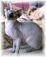 USA Don Sphynx Breeders, Grooming, Cat, Kittens, Reviews, Articles