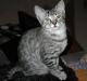 USA Egyptian Mau Breeders, Grooming, Cat, Kittens, Reviews, Articles