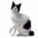 UK Japanese Bobtail Breeders, Grooming, Cat, Kittens, Reviews, Articles