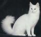 USA Turkish Angora Breeders, Grooming, Cat, Kittens, Reviews, Articles
