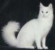UK Turkish Angora Breeders, Grooming, Cat, Kittens, Reviews, Articles