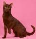UK Havana Brown Breeders, Grooming, Cat, Kittens, Reviews, Articles